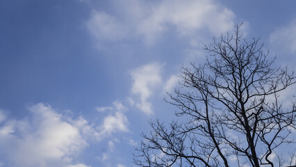 Fototapeta na wymiar 푸른 하늘 아래 나무가지