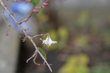 Winter flowering honeysuckle