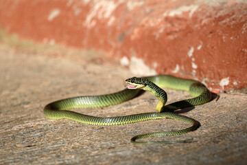 Close-Up Of Golden green snake is eating gecko on the ground.