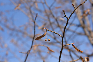 Small-leaved lime