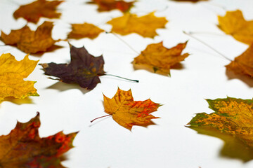 Naklejka na ściany i meble Defocus multicolored red yellow dry autumn maple foxes on a white background. Difference concept. Autumn concept. Out of focus