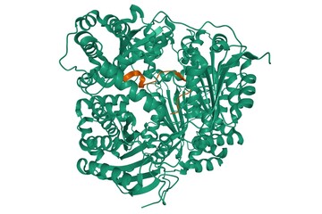 Structure of human insulin-degrading enzyme (green) in complex with amylin (brown), 3D cartoon model isolated, white background