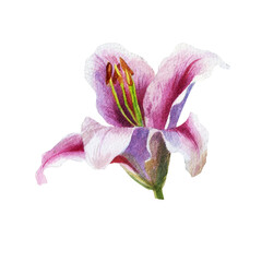 Watercolor illustration. Lily flowers. Spring summer motive.