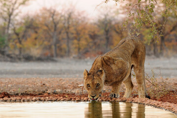 Lioness drinking