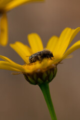 A black beetle sitting on a yellow celandine flower eats nectar. Macro Shot of Flea Beetle inside...