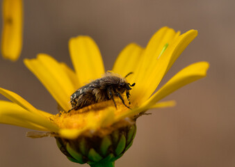A black beetle sitting on a yellow celandine flower eats nectar. Macro Shot of Flea Beetle inside mustard or rapeseed yellow flowers plant.