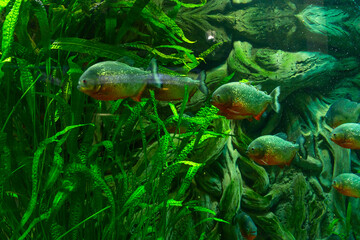 Sea inhabitants in the aquarium, view through the glass. Underwater world in miniature