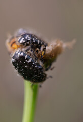 A black beetle sitting on a yellow celandine flower eats nectar. Macro Shot of Flea Beetle inside...