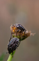 A black beetle sitting on a yellow celandine flower eats nectar. Macro Shot of Flea Beetle inside...