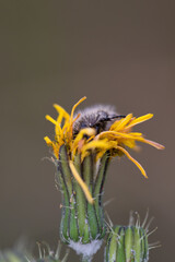 A black beetle sitting on a yellow celandine flower eats nectar. Macro Shot of Flea Beetle inside...