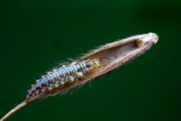 Aphid lions live on wild plants in North China