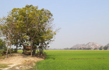 Fototapeta na wymiar Scenery of green trees with cottage and organic rice field.