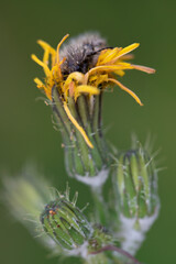 A black beetle sitting on a yellow celandine flower eats nectar. Macro Shot of Flea Beetle inside...