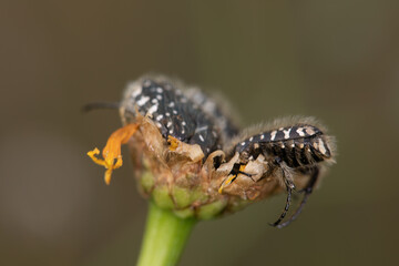 A black beetle sitting on a yellow celandine flower eats nectar. Macro Shot of Flea Beetle inside...