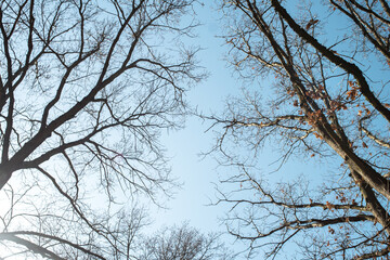 Low view of bare branches and trees, fade from autumn to winter. Leafless