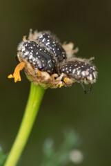 A black beetle sitting on a yellow celandine flower eats nectar. Macro Shot of Flea Beetle inside...