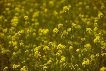 Fototapeta premium flower