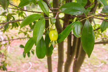 Unripe Cherry of the Rio Grande (Eugenia involucrata) in Puerto Iguazu, Argentina
