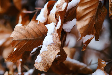 Snow on the leaves of a beech tree in winter