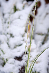 Snow and ice drops on a very thin green leaf in winter