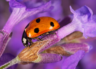 Macro shot of a seven spot ladybug (Coccinella septempunctata) on a purple lavender flower