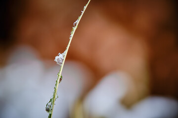 Snow and ice drops on a very thin green leaf in winter