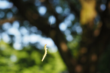 Swinging caterpillar