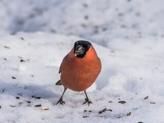 Bullfinch, Pyrrhula pyrrhula, in winter landscape.