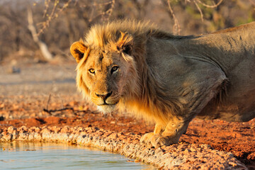 Male lion at a waterhle staring