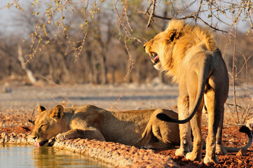 Lion flehmen behaviour