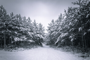 śnieżna zima w lesie