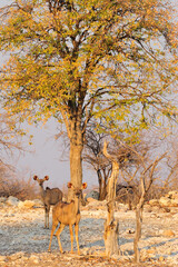Naklejka premium Kudu in the golden light