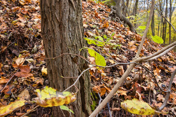 Baum Stamm mit Laub im Herbst, Jena, Thüringen, Deutschland
