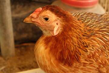 Beautiful Yellow Feathers Bantam With Blurred Background