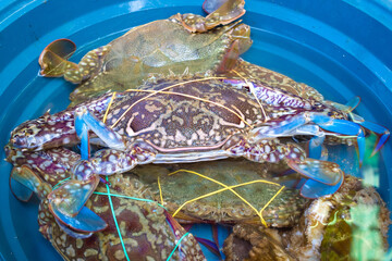 live fresh bounded crabs in a blue plastic bowl