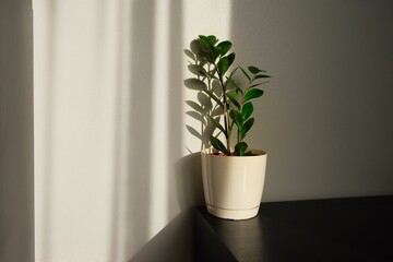 Zamiokulcas plant in flower pot standing on a white background. Modern minimal creative home decor concept, garden room. The shadow on the light wall from the plant Zamiokulcas. 