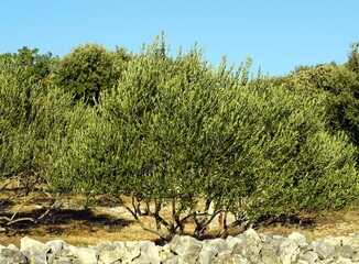 Olive trees in an olive grove surrounded by a dry stone wall