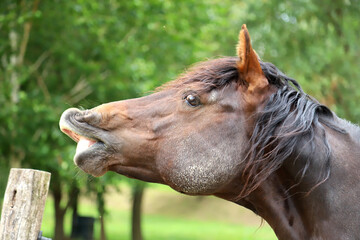 Side view portrait closeup of smelling horse outdoors