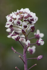 flower nature background. herb garden, small white plant flowers close-up.