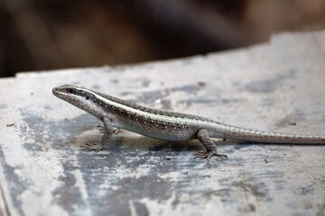 Striped skink, Trachylepis striata