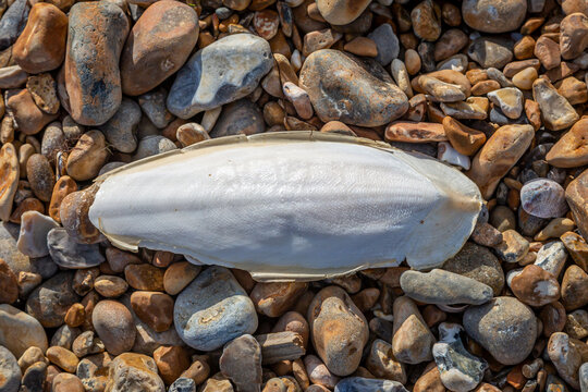 A High Angle View of a Cuttlefish Bone on a Beach
