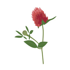 Red clover flower on a stem. Medicinal herbs, plants, wildflowers. Hand-drawn vector. Spring, summer, phytomedicine, herbal medicine. For teaching aids, blogs, patterns, illustrations.
