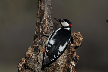 PICO PICAPINOS POSADO DE ESPALDAS