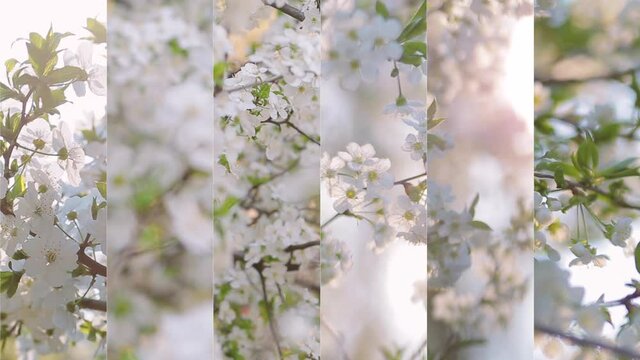 Montage of video collage of beautiful spring nature floral landscapes. Closeup view footage of white delicate spring flowers of fruit trees growing outdoors in garden on sunny day