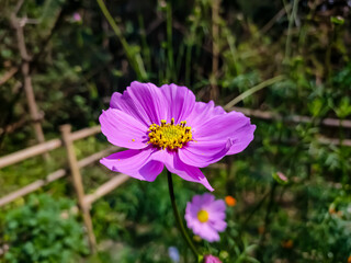Cosmos is a genus, with the same common name of cosmos, consisting of flowering plants in the sunflower family.