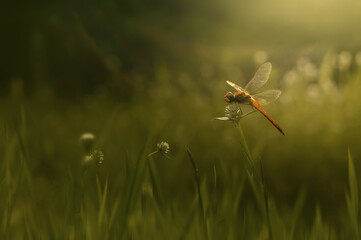 dragonfly on the flower