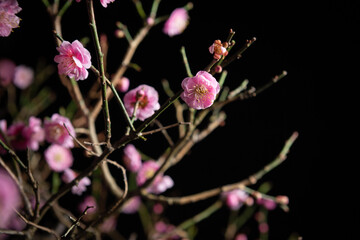 夜の紅梅