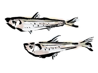 ワカサギの和風手描きイラスト
