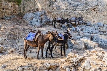 Tired donkeys at the ancient walls of the acropolis of Lindos. The Island Of Rhodes, Greece.
