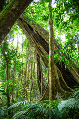 In Daintree National Park, Queensland, Australia